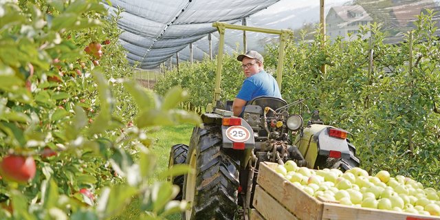Beat Streckeisen aus Berg TG befindet sich im 1. Lehrjahr zum Obstfachmann bei Familie Vinz Bütler in Wädenswil ZH. (Bild Beat Streckeisen)