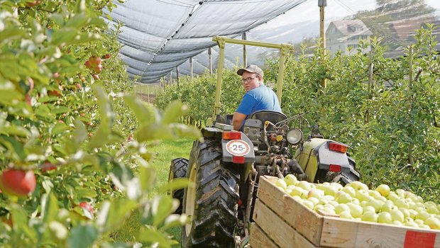 Beat Streckeisen aus Berg TG befindet sich im 1. Lehrjahr zum Obstfachmann bei Familie Vinz Bütler in Wädenswil ZH. (Bild Beat Streckeisen)
