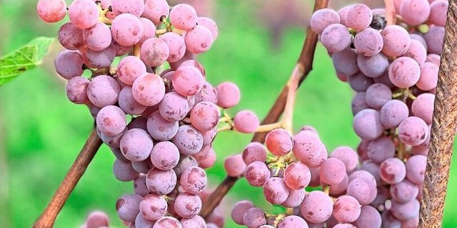 Immer mehr robuste Sorten: Souvignier Gris. 