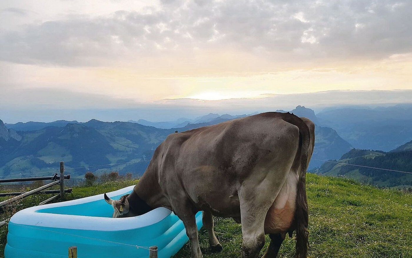 Trotz des heissen Sommers war auf den Schwyzer Alpen die Wasserversorgung der Tiere grossmehrheitlich sichergestellt.