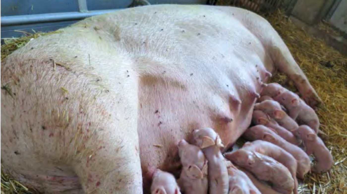 Bei der Zucht ist z. B. auf einen homogenen Wurf zu achten, da so weniger Verluste bei den Ferkeln auftreten. (Bild Merkblatt FiBL)