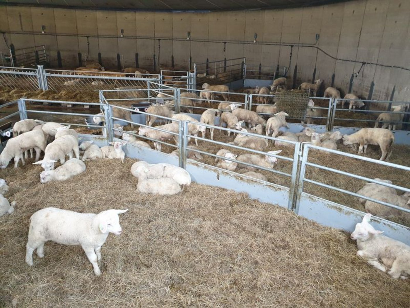 Das Engadinerschaf kann eine gute Ausgangsrasse für eine ideal an den Betrieb angepasste Zucht sein. (Bild ly)