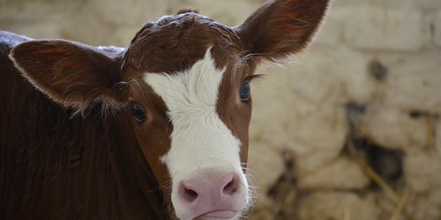 Die 40 Kälber waren zwischen zwei und sechs Wochen alt. Für neun Tiere endete die Odysse der Internetbestellung tödlich. (Symbolbild Pixabay)