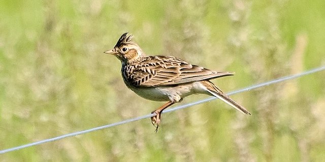 Der Feldlerche gehe es in Deutschland nicht gut. (Bild Pixabay)