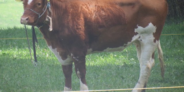 Spächtli ist gerettet. (Bild Gut Aiderbichl)