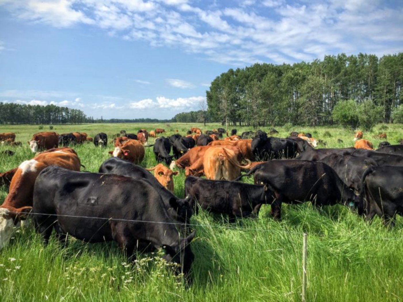 Bei Mob Grazing weidet eine Herde auf engem Raum für eine kurze Zeit. (Bild HMI)