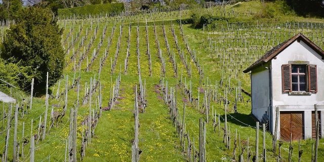 Die neuen Reben am Stokarberg wurden im Direktzug gepflanzt. Fünf verschiedene robuste Traubensorten wachsen auf einer Fläche von einer Hektare. 