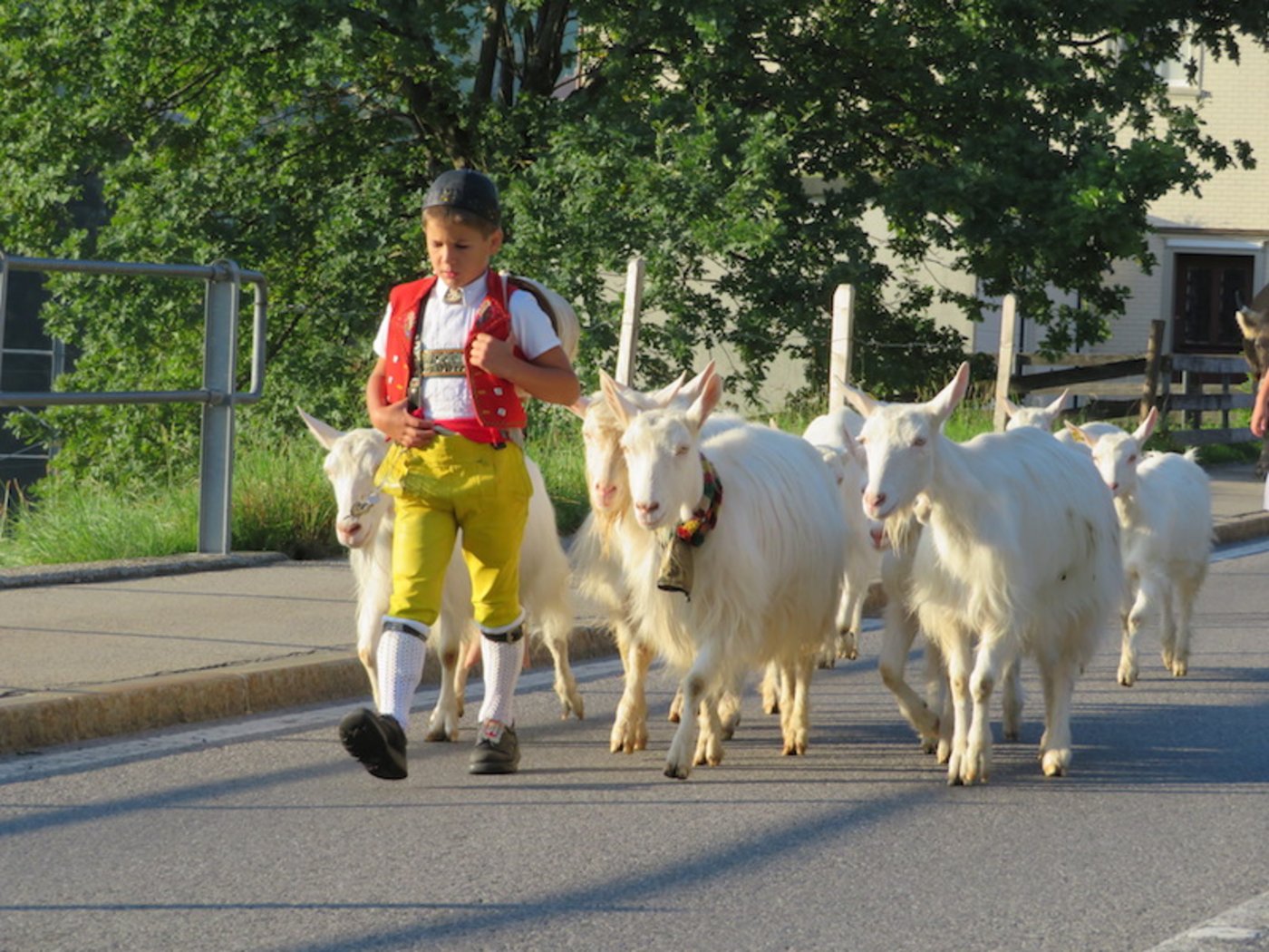 Der Alpabzug ist ein Höhepunkt der Alpsaison – auf dem Bild jener in Urnäsch AR. (Bild Andrea Dörig)