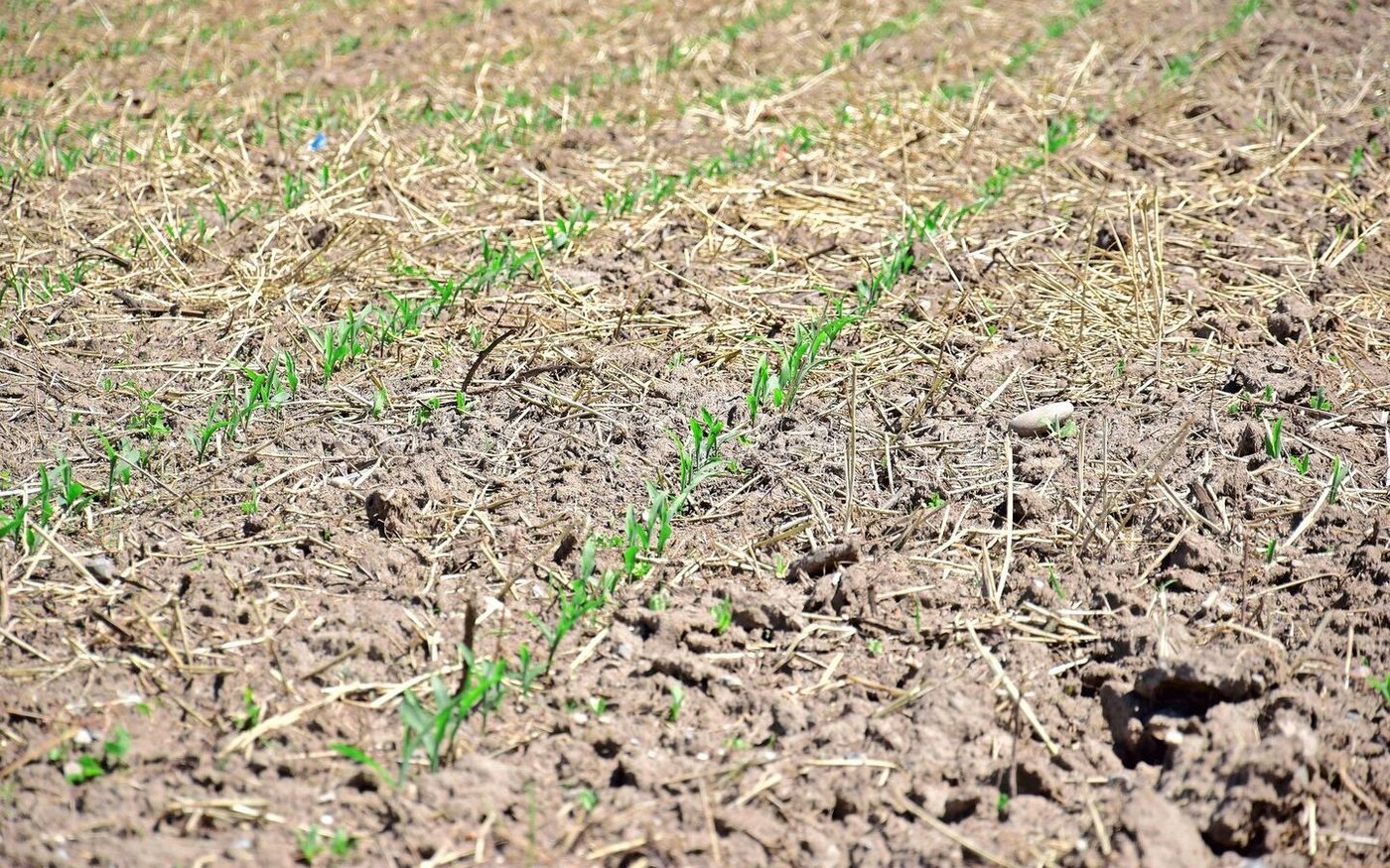Die Ernte des Gemenges erfolgte Ende Juni, anschliessend hat der Landwirt auf einer Parzelle Mais und auf der anderen eine Kunstwiese eingesät.
