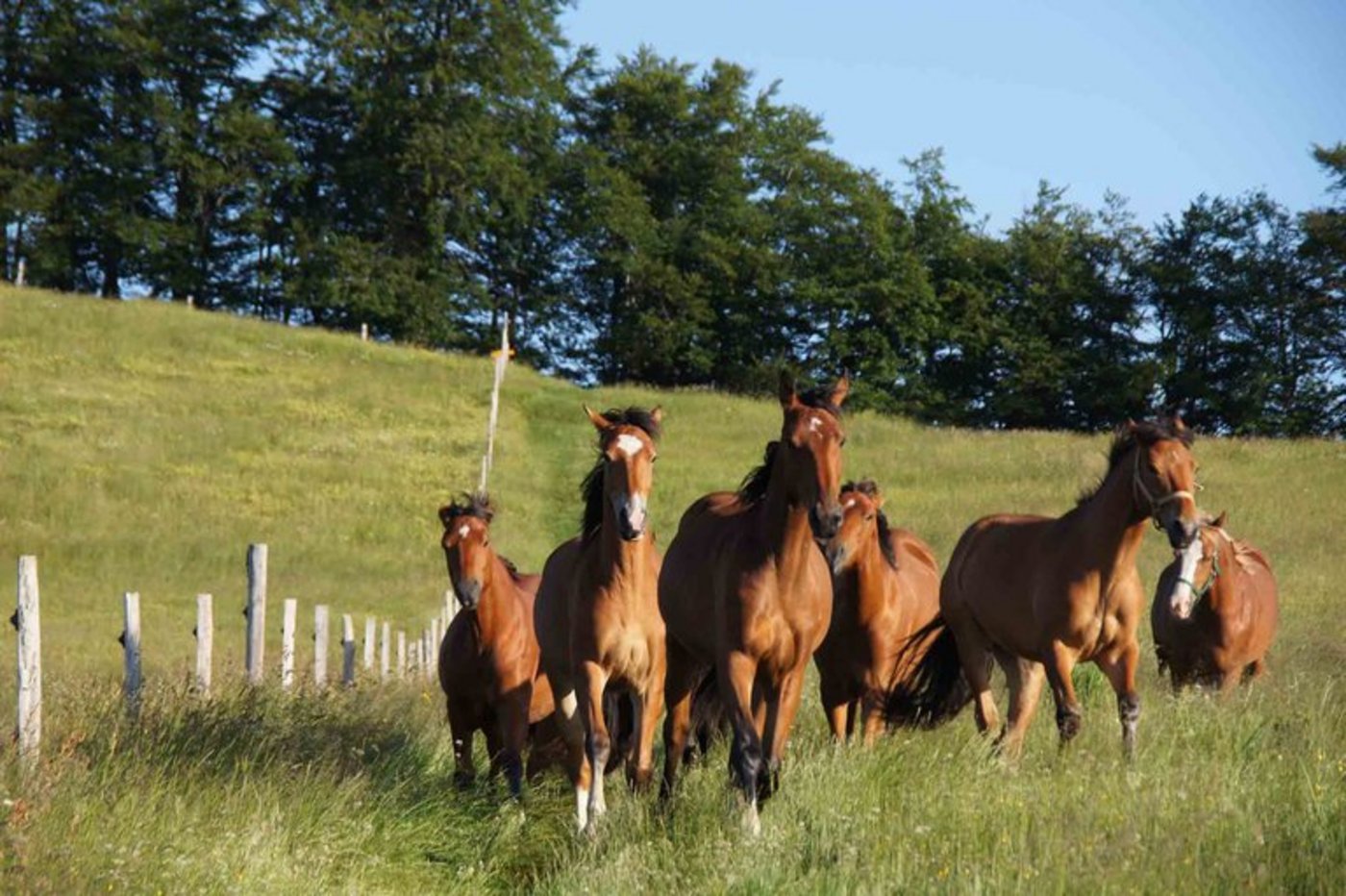 Pferde reagieren besonders empfindlich auf plötzlichen Lärm. (lid)