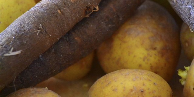 In der Schweiz wurden letztes Jahr rund 70 Tonnen Schwarzwurzeln geerntet, weitere 30 Tonnen kamen aus dem Ausland. (Bild pd) 