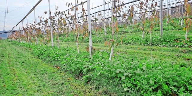 Winterbegrünung in den Baumstreifen und Kompostgaben sorgen für biologische Aktivität im Boden und verbessern laut Franco Weibel die Bodenfruchtbarkeit in Obstanlagen.