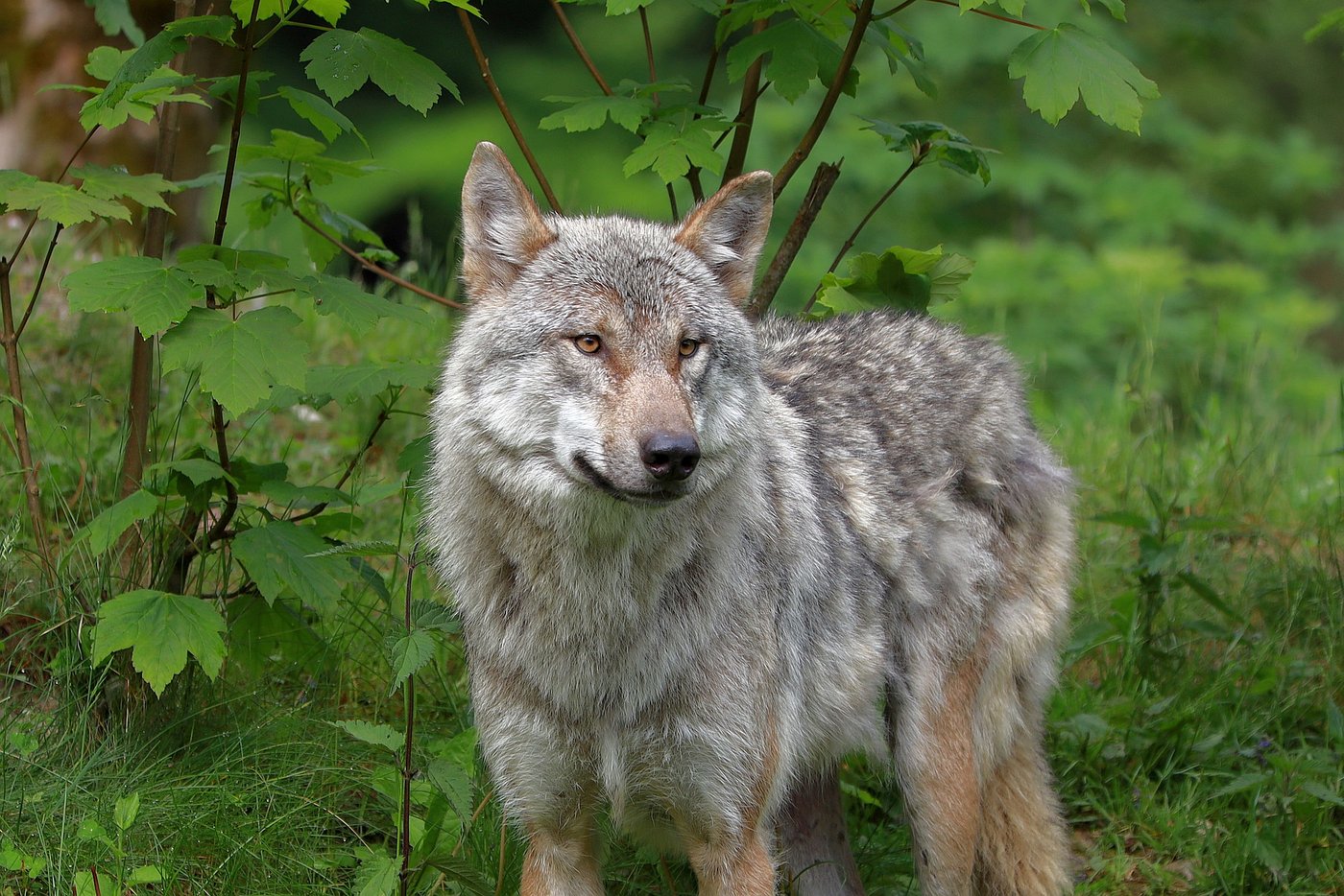 Der Verein schlägt vor, Lösungsansätze in zeitlich und örtlich begrenzten Pilotprojekten auszuprobieren. (Bild Pixabay)