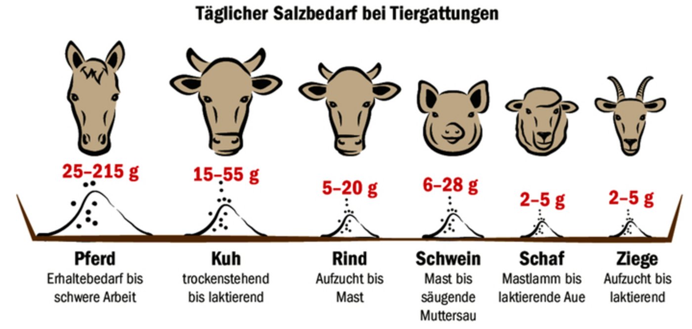 Tiere brauchen Salz. Je nach Alter, Produktionsform und Leistung können die Mengen dabei sehr variieren.