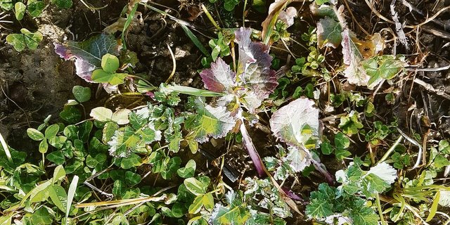 Im Winterraps ist die Untersaat über den Winter nur mässig abgefroren. Quecken und Kamillen gedeihen auch. (Bild bj)