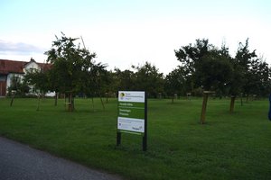 Obstsortensammlung Roggwil: Ein Sammelsurium alter Sorten Der Obstsortengarten in Roggwil wurde vor 25 Jahren angelegt. (Bilder Stefanie Giger)