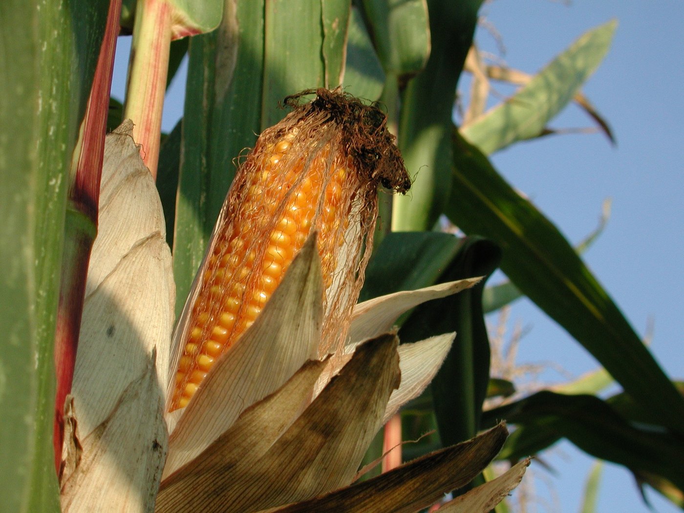 In die Liste der empfohlenen Maissorten wurden sechs neue Körnermaissorten, davon drei Doppelnutzungsorten, hinzugefügt. (Bild BauZ)