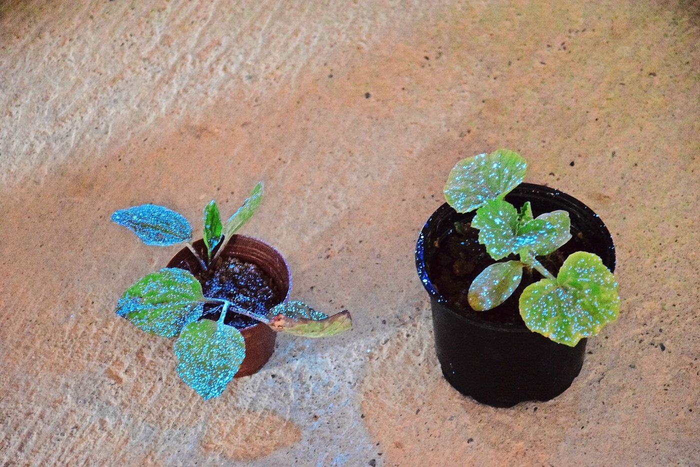 UV-Licht zeigt die Tropfenverteilung: Für den Einsatz in Präzisionsspritzen passt Syngenta die Formulierung von Pflanzenschutzmitteln an.