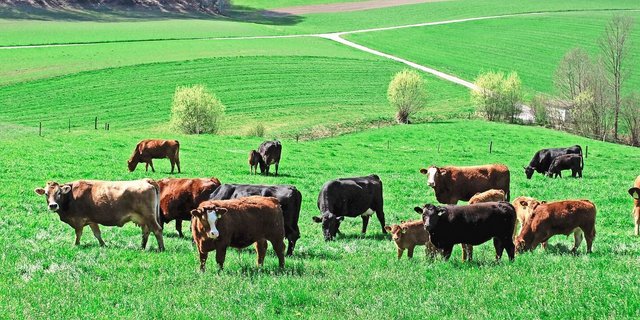 Nächsten Sommer wird manche Herde aus Naturafarm-Weiderindern bestehen.