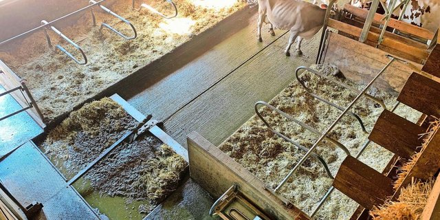 Sauber und emissionsarm, dafür rutschig für das Tier? Es ist nicht einfach, das Optimum zu finden. Oft muss ein Kompromiss zwischen Tierschutz und Umweltschutz gefunden werden.