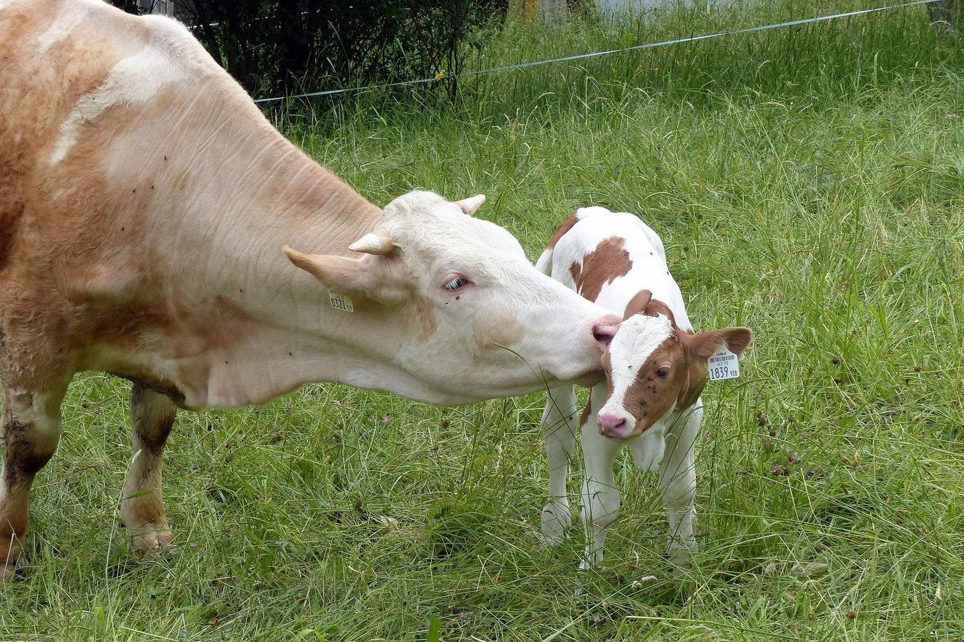 Das Kalb sei in der Herde gejagt und gerissen worden. (Bild Alois Grundner/pixabay)