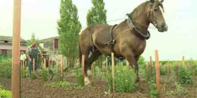Auf dem Weingut Domaine Léandre-Chevalier wird mit Pferden gepflügt. (Bild Screenshot AFP/Youtube)