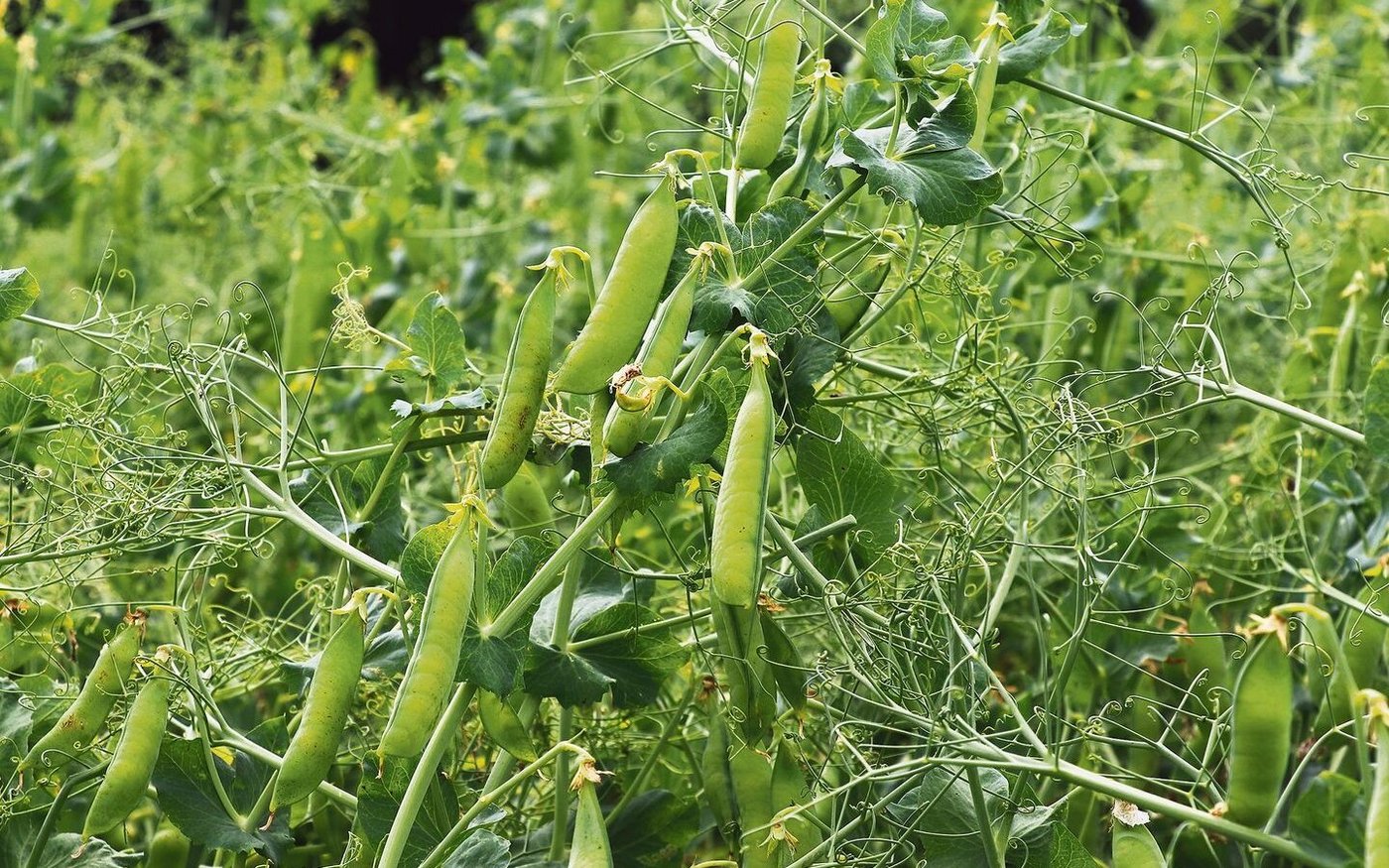 Bei Körnerleguminosen wie der Eiweisserbse ist die Witterung während der gesamten Vegetationszeit für die Ertragsbildung «wirklich entscheidend», wie ein Experte betont.