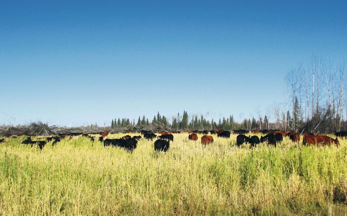 Die Kühe grasen auf der Einsaat. Markus hatte im Frühling auf dem frisch gemulchten Land eine Mischung mit Japanischer Hirse, verschiedenen Kleesorten, Sonnenblumen, Wicke, Triticale, Erbsen, Gerste und weiteren Futterpflanzen eingesät.