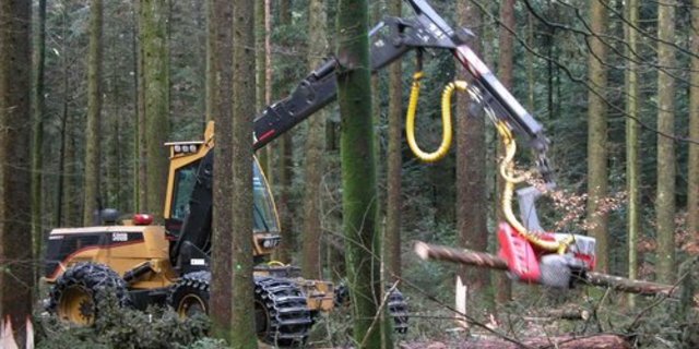 Der nasse und aufgeweichte Waldboden verhinderte vielerorts die Holzernte. (Bild: lid)