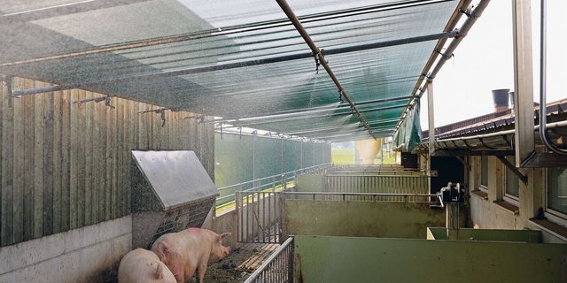 Schatten und die Abkühlung durch Wasser verschaffen diesen Schweinen bei Hitze Erleichterung. Mangels Schweissdrüsen können sie nicht schwitzen. 