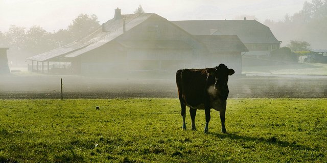 Die Herbstweide ist vorbei, doch in drei Monaten sind die Kühe schon wieder auf der Frühlingsweide.(Bild zVg)