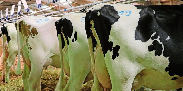 Hochleistungskühe sind von einer eingeschränkten Fruchtbarkeit besonders betroffen, weil sie oftmals eine ausgeprägte negative Ernährungsbilanz aufweisen.