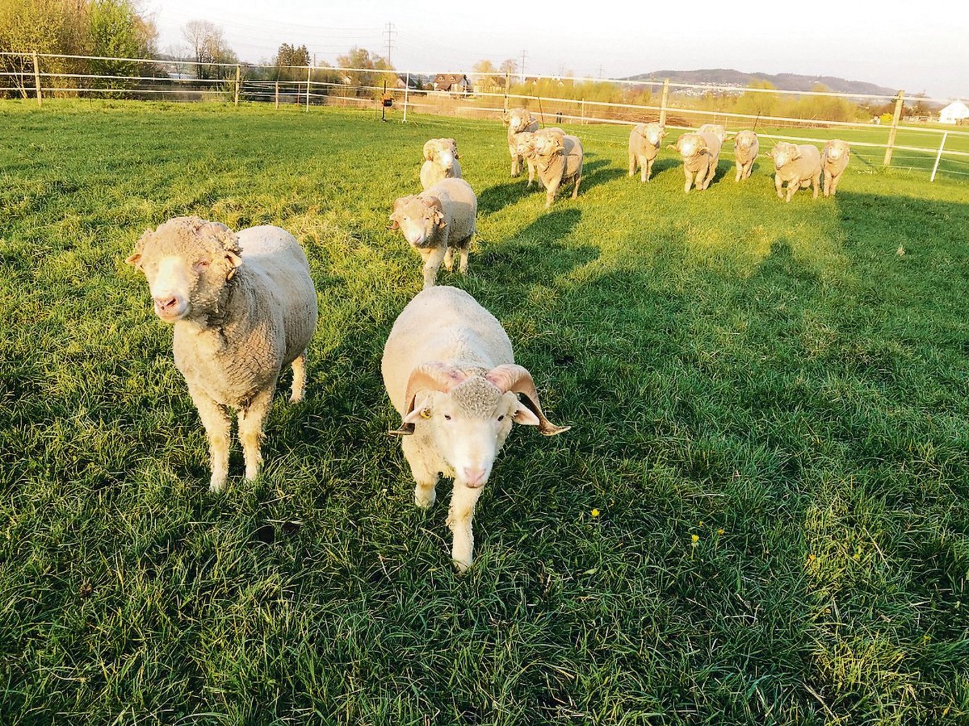 Die ein- und zweijährigen Saxon-Merino-Böcke in der Abendsonne. Ihre Wolle ist stark gekräuselt, weshalb sie Wärme und Kälte optimal ausgleicht. Ausserdem ist Merino-Wolle so fein, dass Kleider daraus nicht auf der Haut kratzen. (Bilder zVg)