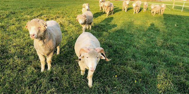 Die ein- und zweijährigen Saxon-Merino-Böcke in der Abendsonne. Ihre Wolle ist stark gekräuselt, weshalb sie Wärme und Kälte optimal ausgleicht. Ausserdem ist Merino-Wolle so fein, dass Kleider daraus nicht auf der Haut kratzen. (Bilder zVg)