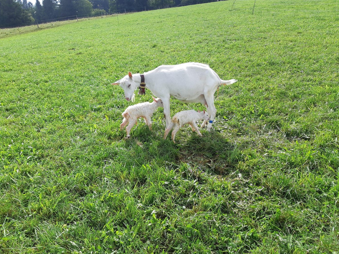 Der Experte erklärt worauf es bei der Kleinvieh-Fütterung ankommt. (Bild Urs Hofstetter)