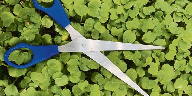 Bei der Saat die Samen nur ein bis zwei Millimeter mit Erde bedecken. Geerntet werden die Microgreens am besten im Zwei- bis Vierblattstadium mit einer Schere. Zum sauberen Abschneiden sollten die Stiele eine gewisse Länge haben. 