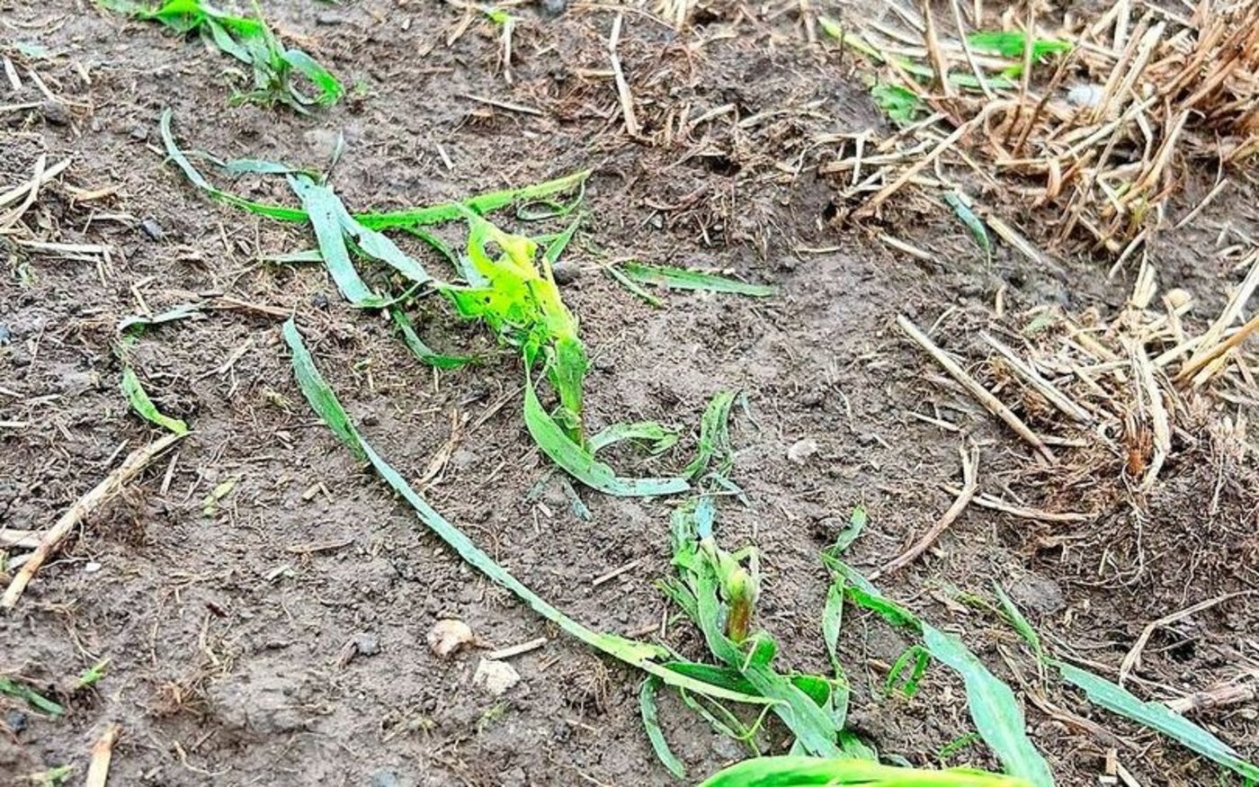 Neben dem Brotweizen fügte der Hagel auch dem Mais Schaden zu. Viel mehr als finanziell schmerze Glur der Schaden emotional.   