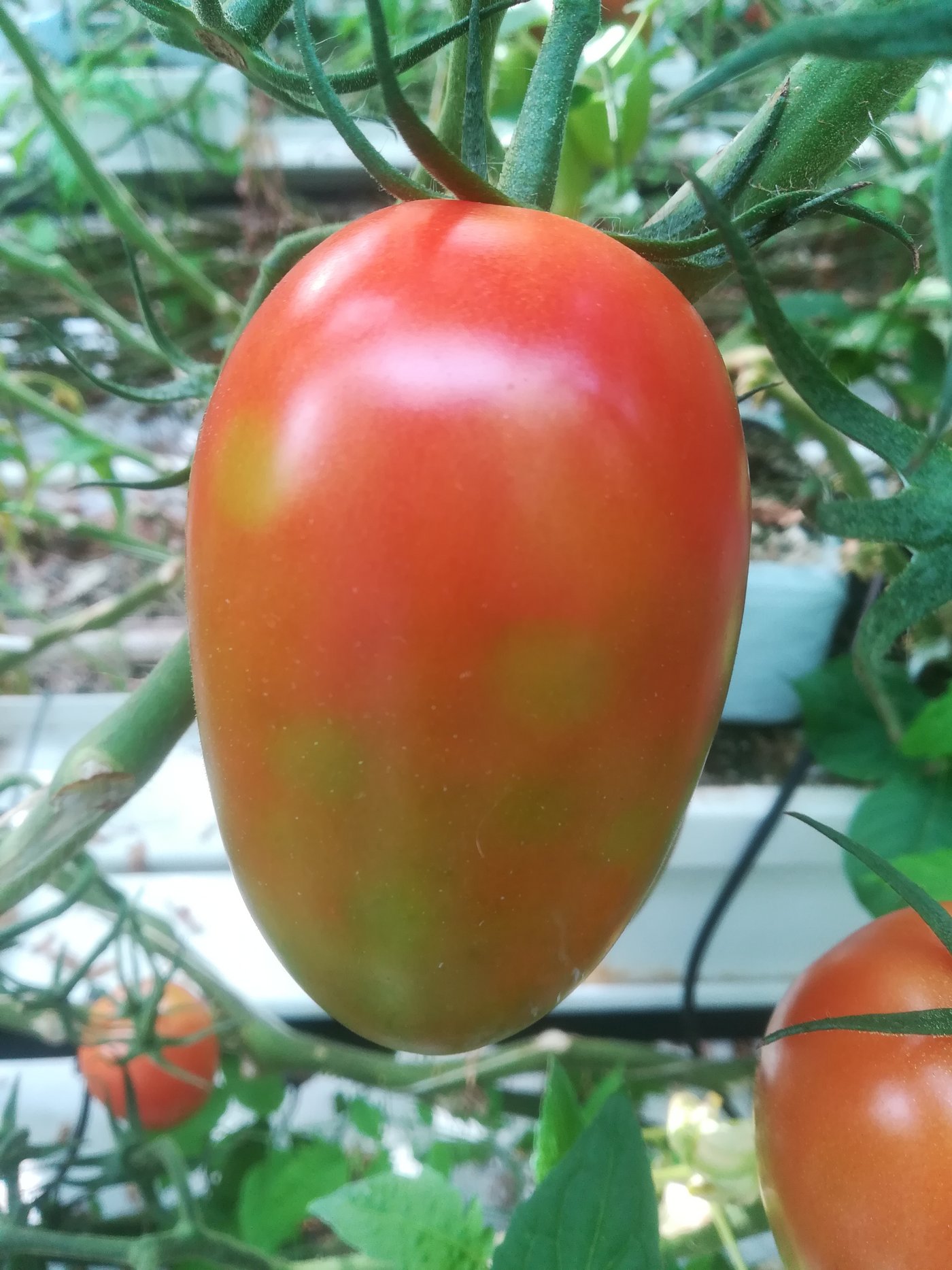Ein Befall mit dem Virus kann bei manchen Sorten eine fleckige Frucht hinterlassen. Diese Früchte sind dann unverkäuflich.