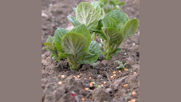 Eine Phosphordüngung kann die Wurzelbildung der jungen Kartoffeln fördern. (Symbolbild BauZ)