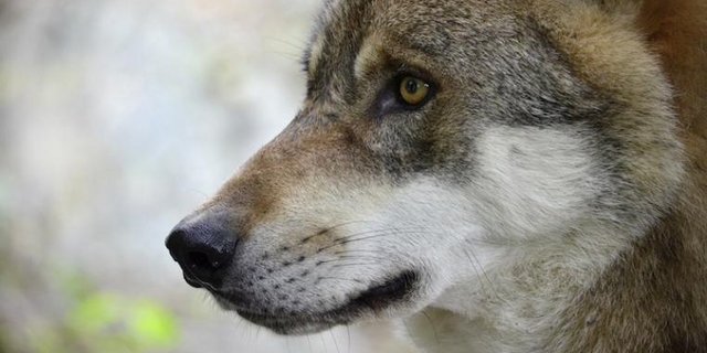 Wolf Portrait