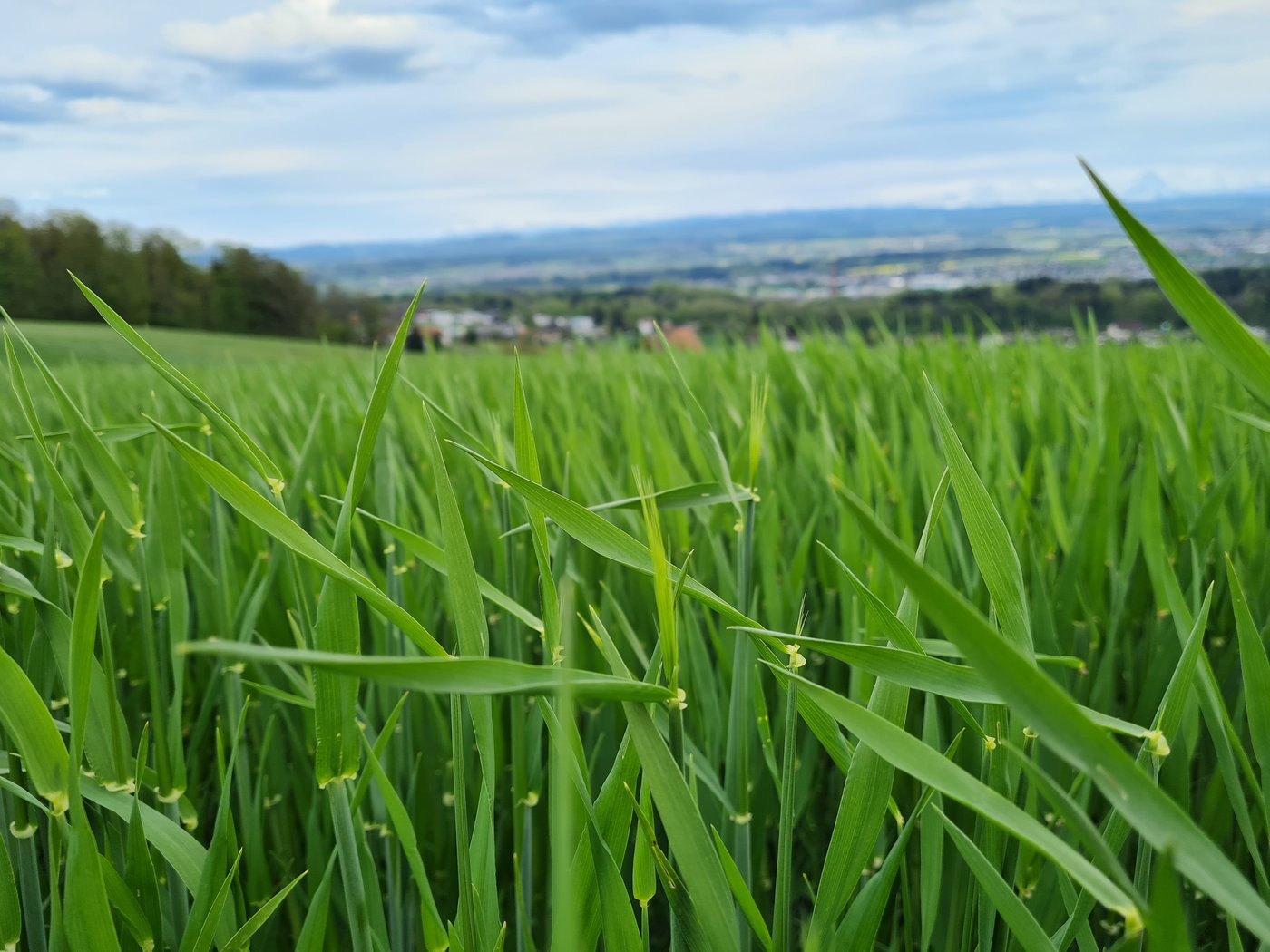 Die Gerste wächst den Krankheiten davon, viele Bestände zeigen sich immer noch sehr gesund. (Bild Gaetano Mori, BZ Wallierhof)