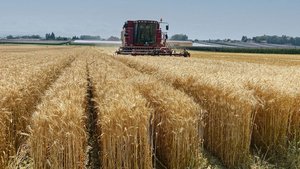 Auf dem Demofeld in Auf dem Demofeld in Egnach wurde jede Versuchsreihe separat geerntet und nachfolgend punkto Ertrag und Qualität ausgewertet.