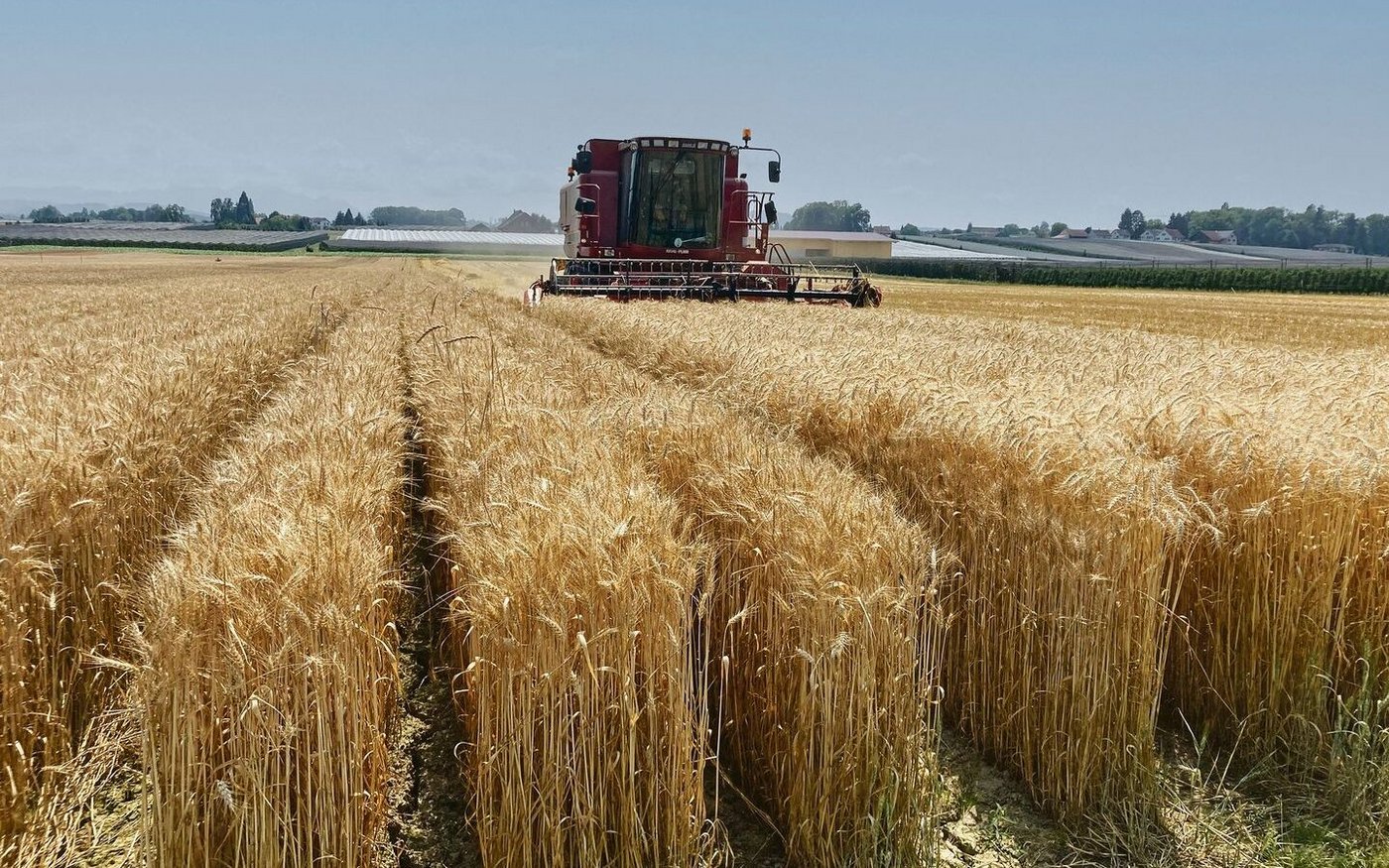 Auf dem Demofeld in Egnach wurde jede Versuchsreihe separat geerntet und nachfolgend punkto Ertrag und Qualität ausgewertet. 