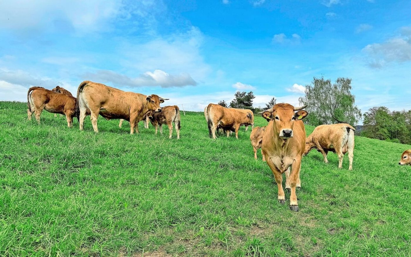 Die Aubrac-Mutterkühe überzeugen durch ihre Genügsamkeit, ihre Fleischigkeit und ihre guten Abkalbeeigenschaften.