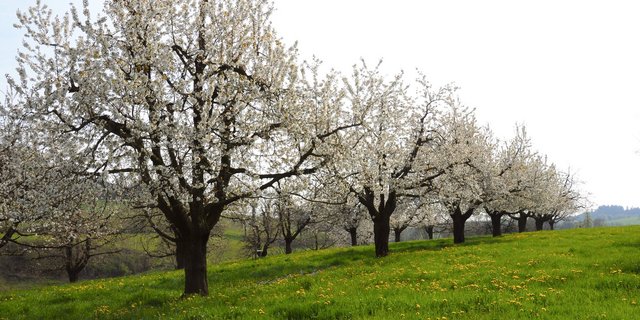 Blühende Hochstammbäume. Der Aufwand für die Bewirtschaftung ist aber grösser und der Absatz der Kirschen schwieriger geworden. (Bild Bauz)