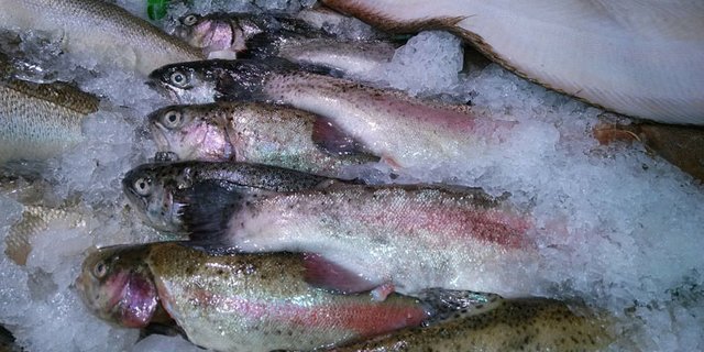 In Österreich werden mehr Speisefische produziert. (Bild pd)