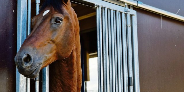Der Inzuchtgrad der Freibergerpferde hat Relevanz für die Prämien, aber auch für die Gesundheit der Rasse.