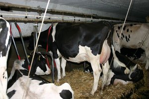 Die neu gegründete IG setzt sich für Anbindeställe ein. (Bild BauZ)