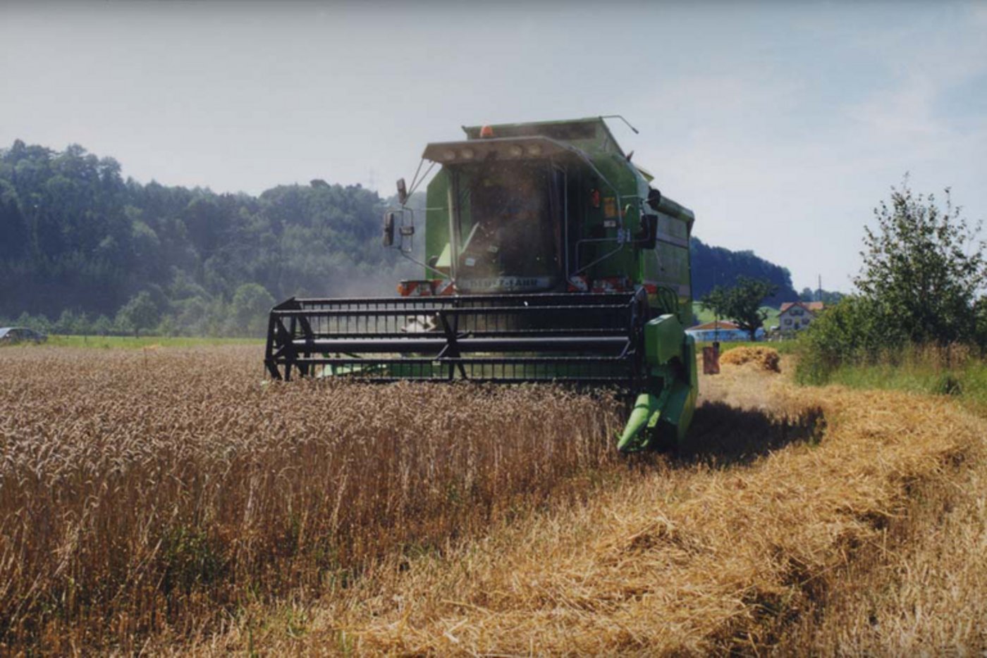Die Getreideernte fiel wetterbedingt im letzten Jahr schlecht aus. (Bild lid)