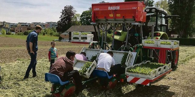 Viele Betriebe, etwa im Gemüsebau, sind auf Angestellte ange-wiesen. Diese erwarten zeitgemässe Arbeitsbedingungen. 
